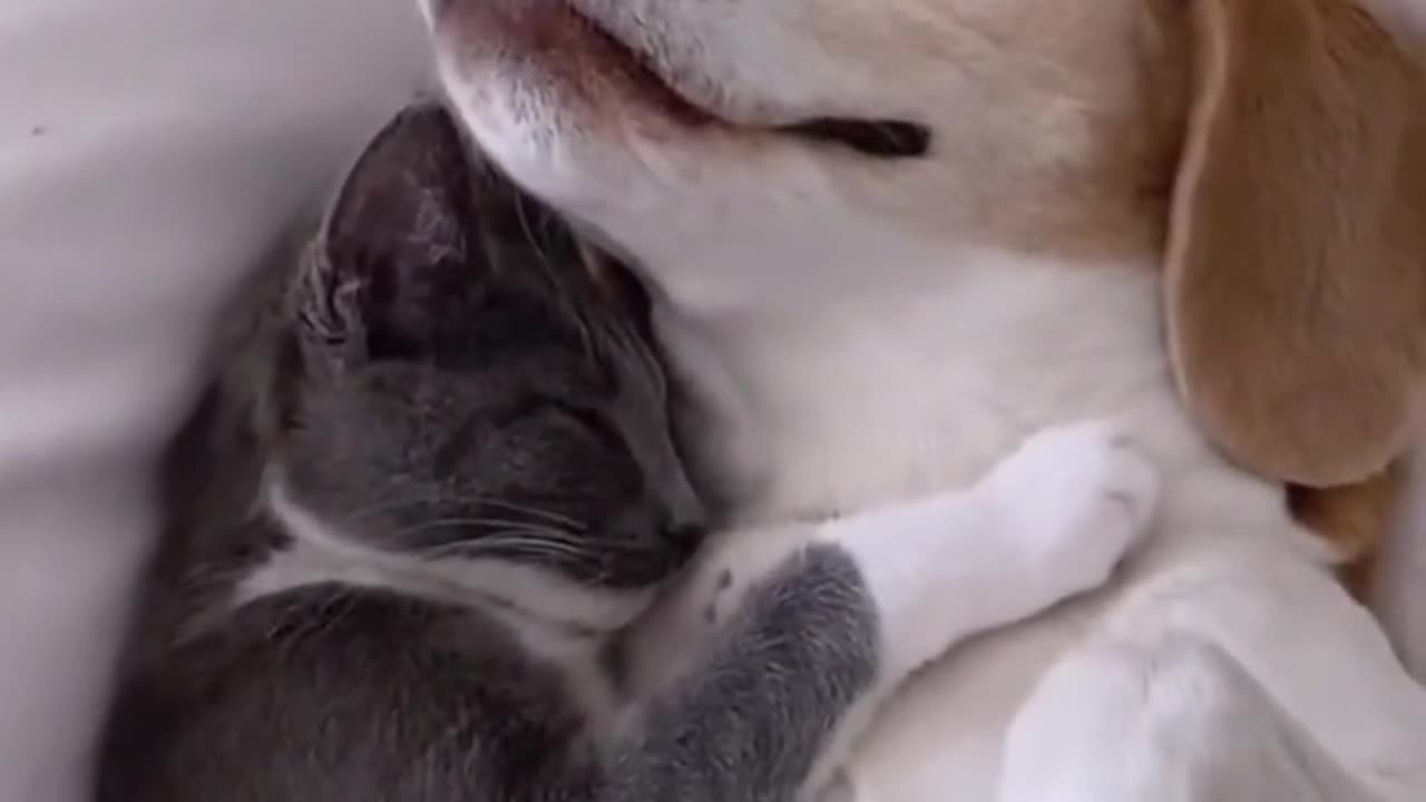 Funny Animals 2025