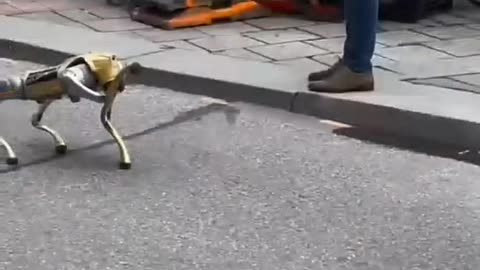 Funny Robot Dog