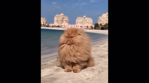 Funny Cute Cat - Try Not To Laugh...