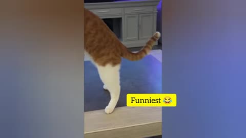 Funny Animal Videos 2025 - Funny cats/dogs - Funny animals - Part 11