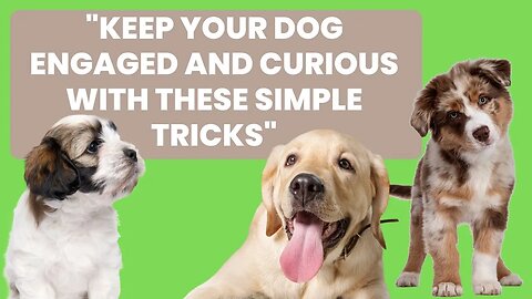 Keep Your Dog Engaged and Curious with These Simple Tricks