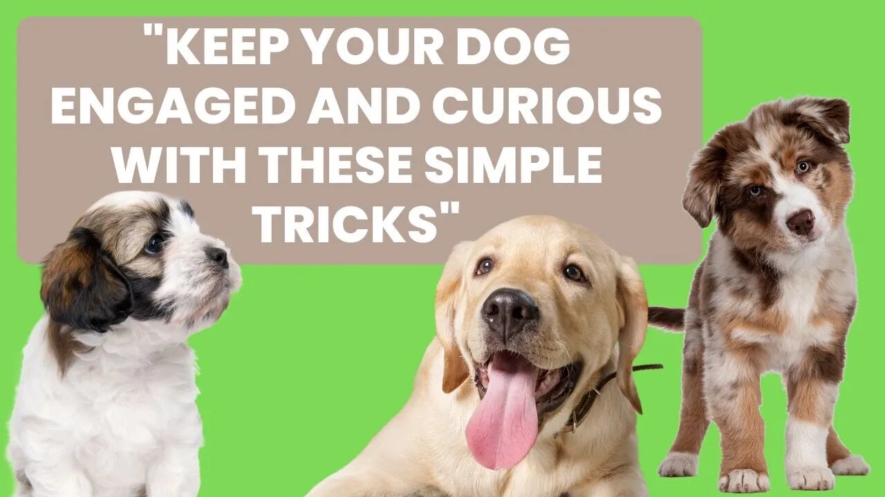 Keep Your Dog Engaged and Curious with These Simple Tricks