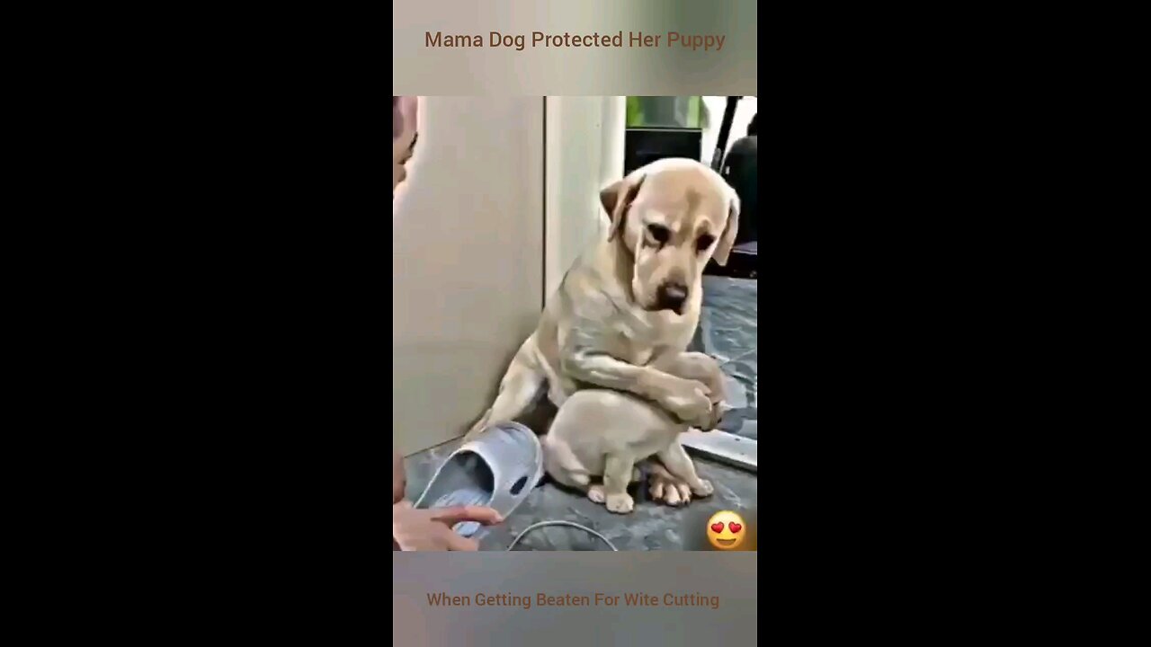 Mama Dog Protecting Puppy