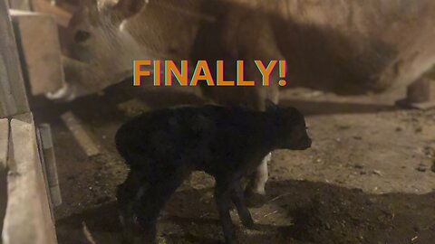 New calf and first milking