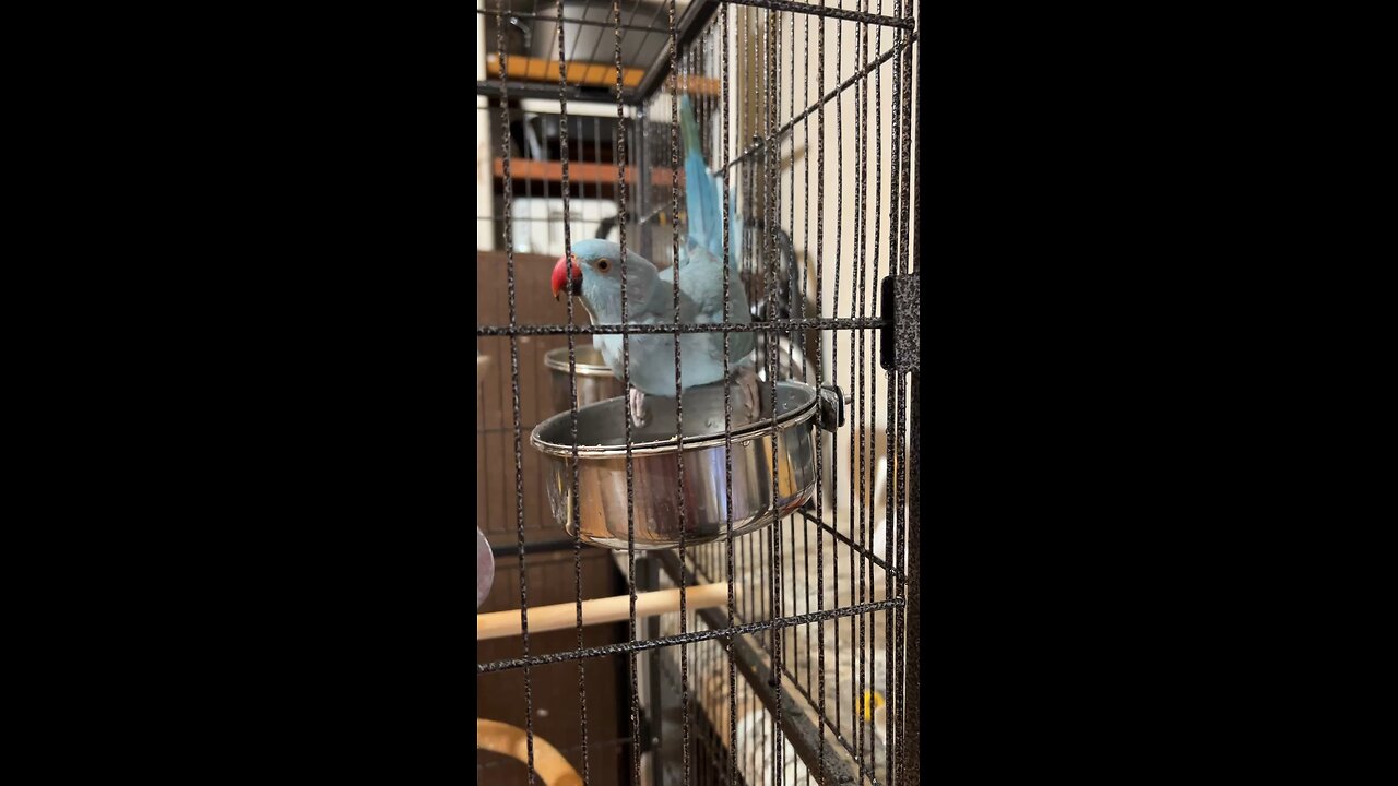 Indian Ringneck “kyser”