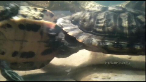 Amazing Video! Rare - Two Turtles Mating