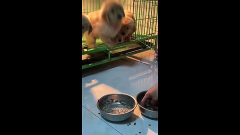 funny poppy