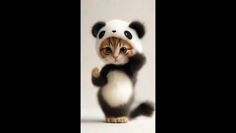 DANCE APT CAT VERSION