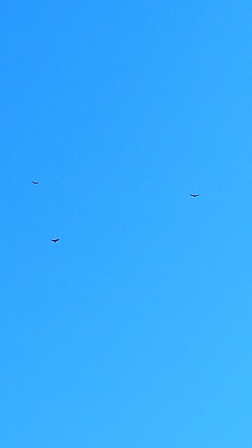 3 Hawks circling overhead