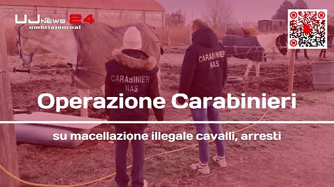 Operazione Carabinieri su macellazione illegale cavalli, arresti