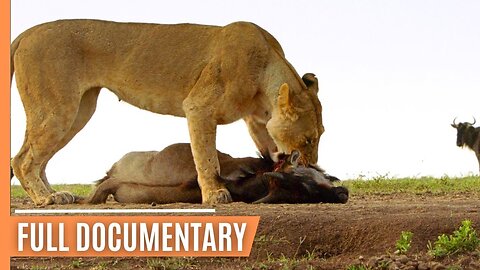 Life in the Serengeti - The Story of Serengeti's Leopardess Queen _ Full Documentary