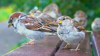 Sparrows Are Doing Their Very Best to Scratch a New Park Bench