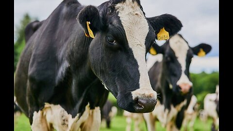 How America Has Lost Control Of The Bird Flu, Potentially Setting The Stage For Another Pandemic!!!