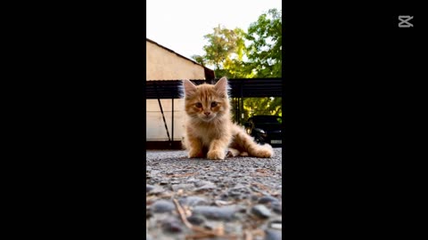 Watch This Kitten Transform Into a Sassy Grown Cat 😻 You Won’t Believe the Attitude! 😱