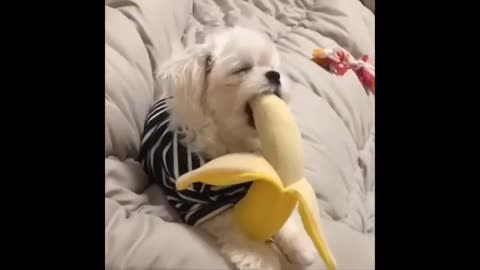 Funny Animals- - Best Of The 2020 Funny Animal Videos