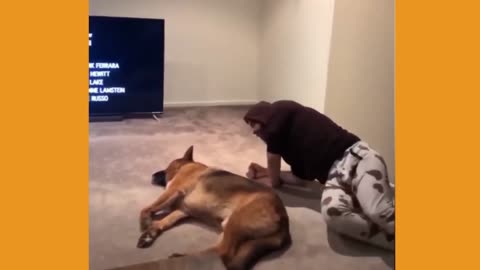 Cute Pets Doing Funny Things (Funny Animal Videos) | Pet Videos That Make You Laugh in 2022
