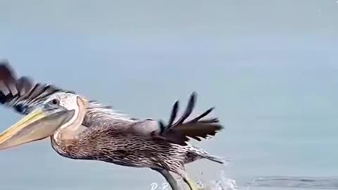 The majestic eagle, a bird that can catch fish.