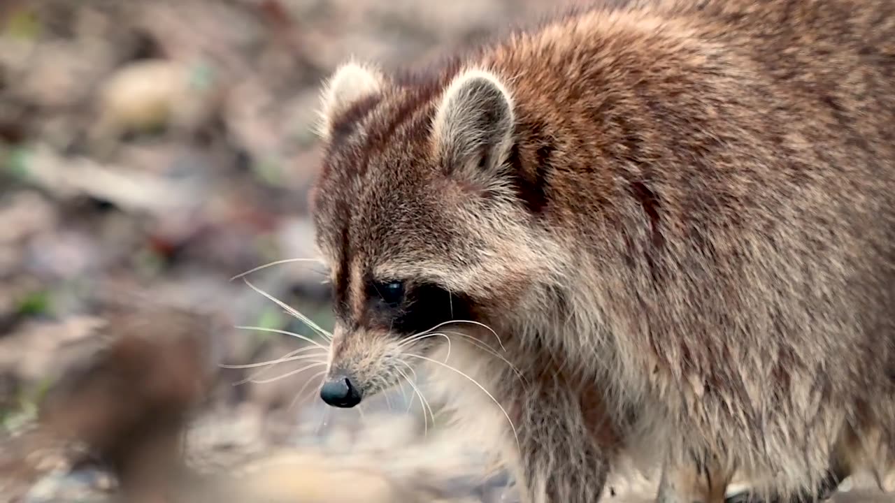 Raccoon in a Pond