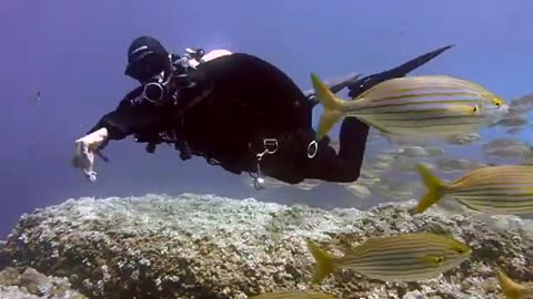 Fish Underwater Video