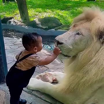 Boy Touches Lion’s Nose! 🦁 Mind-Blowing Zoo Moment | 134 Million Views! #Shorts