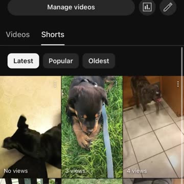 1776 Pups (on YouTube) Dog Shorts/Videos