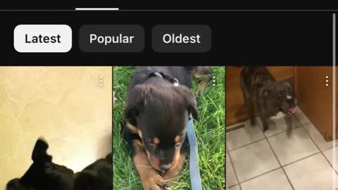 1776 Pups (on YouTube) Dog Shorts/Videos