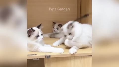 Funny moments of cats part -2