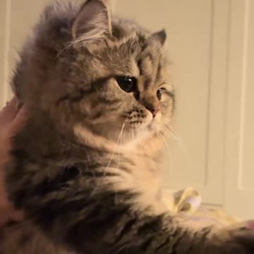 Tonight is Different, My Dear