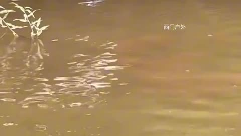 "Bull Narrowly Escapes Silent Crocodile Attack in Water"