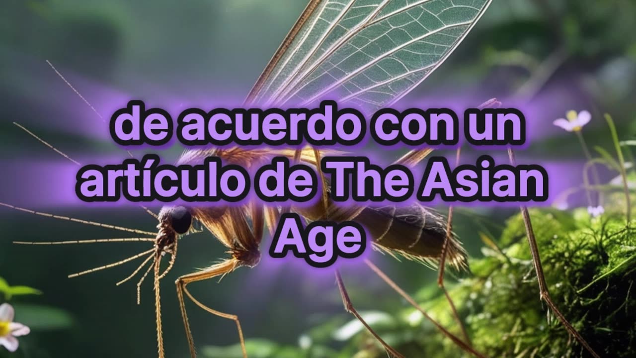 El mosquito más grande que reside en nuestro planeta.