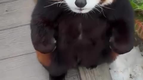 This adorable baby red panda is reaching for an apple