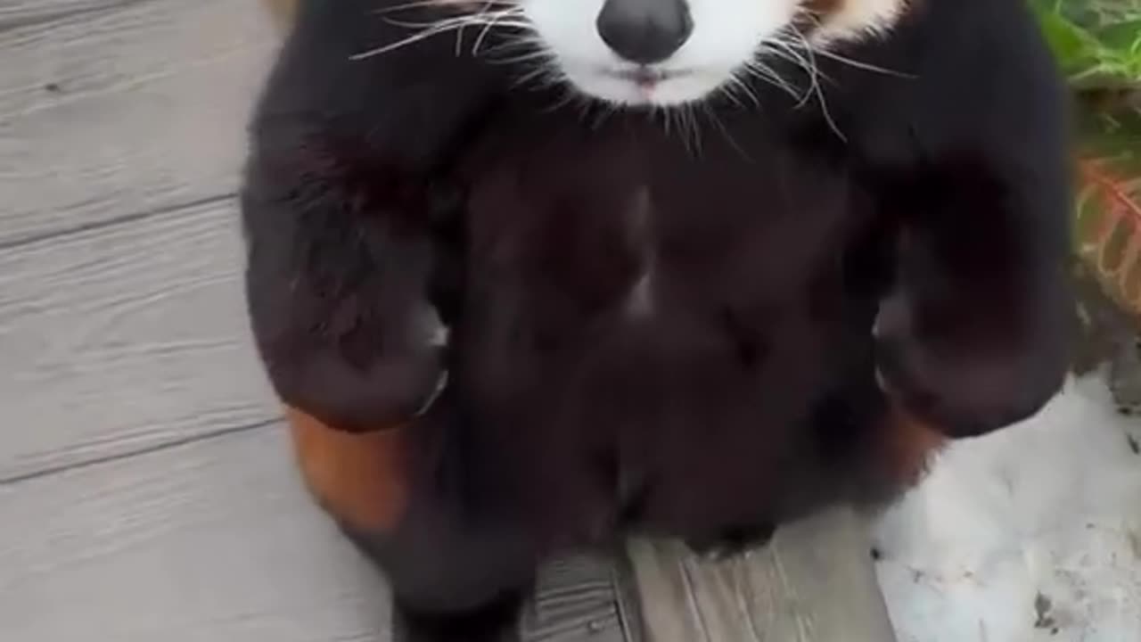 This adorable baby red panda is reaching for an apple