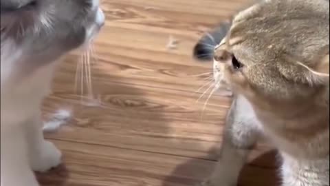 #CATS #FIGHTING FUNNY REELS😺🤣🤣