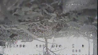 Cat intercepts UAV