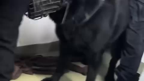 VORREI FAR VEDERE QUESTI VIDEO A CHI...