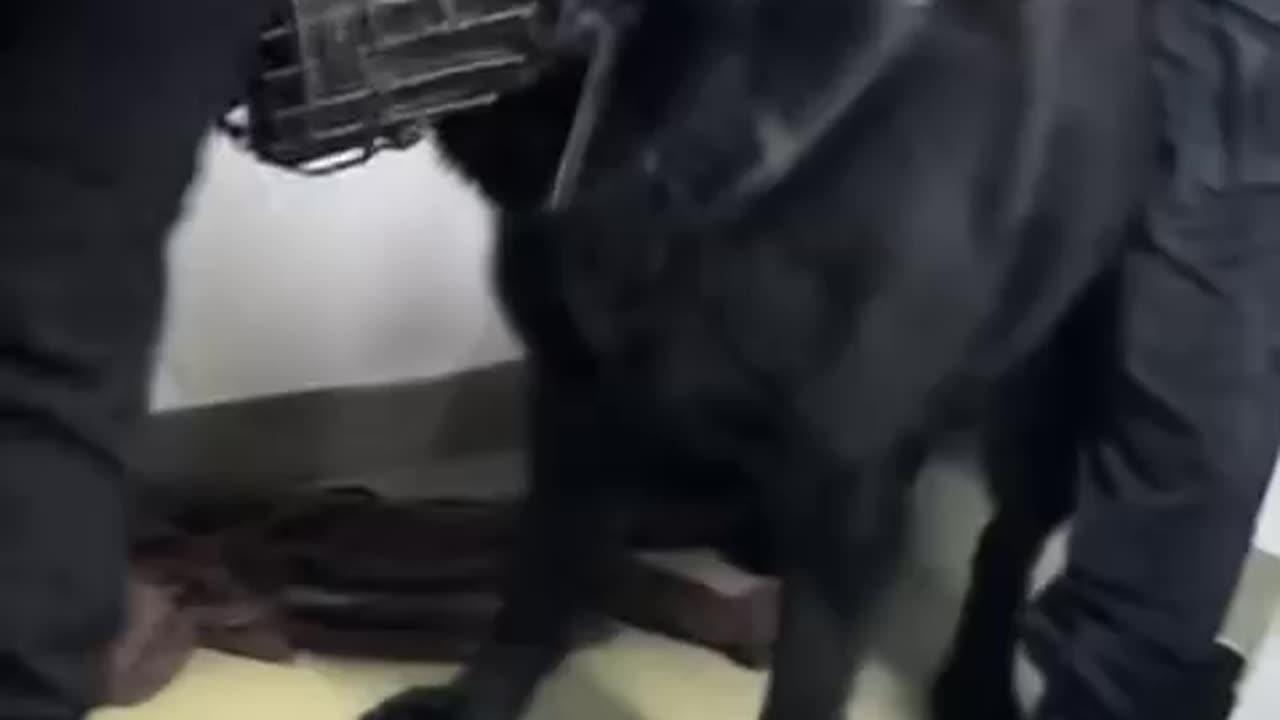 VORREI FAR VEDERE QUESTI VIDEO A CHI...