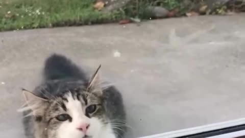Parrot 🦜 and cats🐈