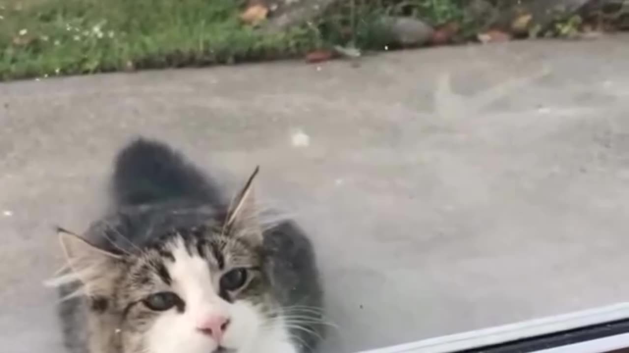 Parrot 🦜 and cats🐈