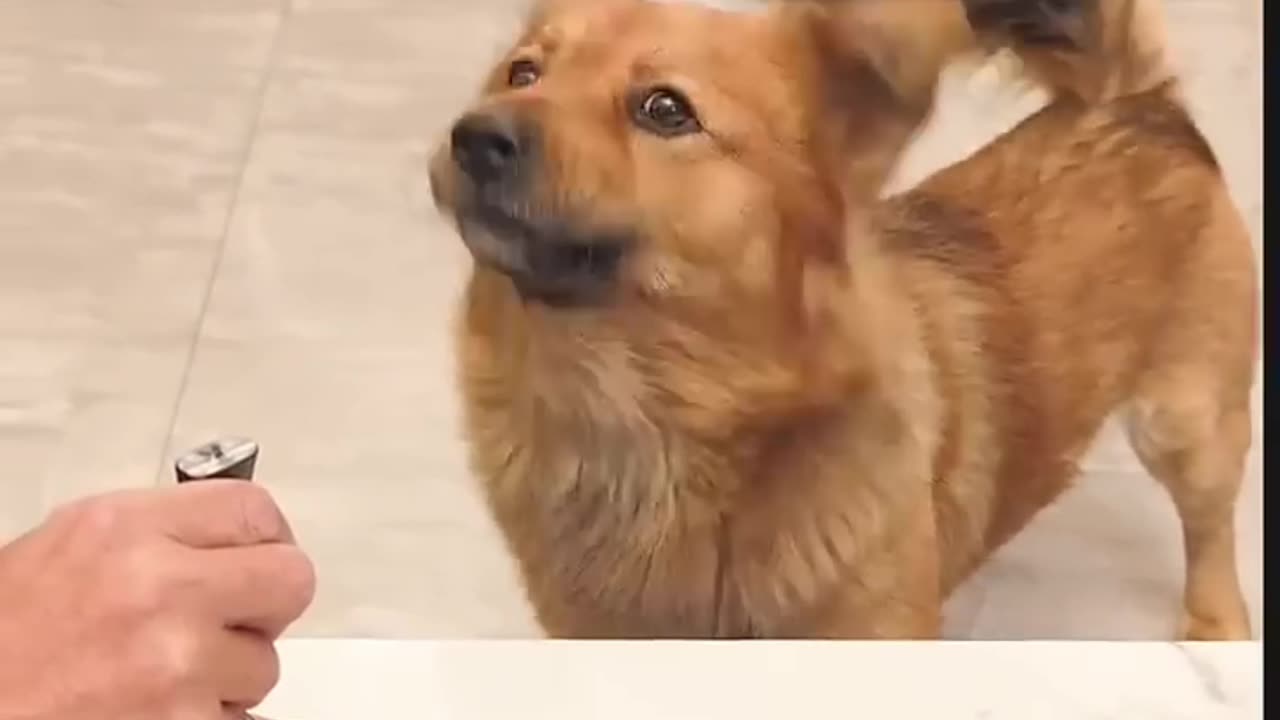 Puppy gives a challange