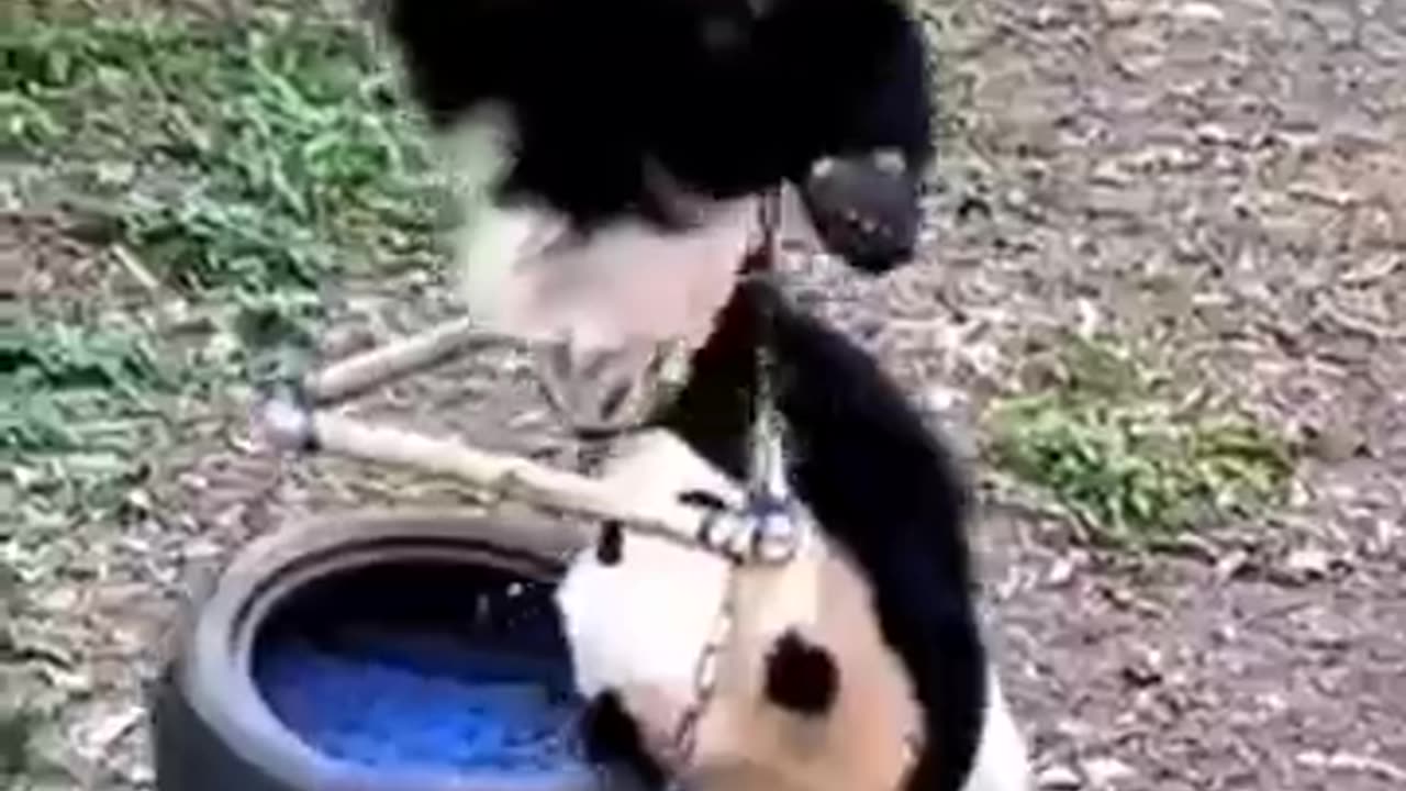 Adorable Panda Moments: Funniest & Cutest Panda Videos!