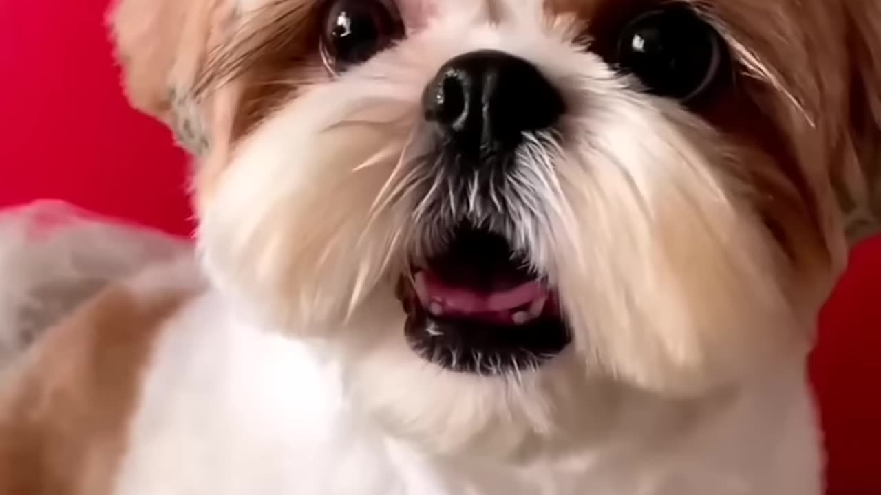 cute dog