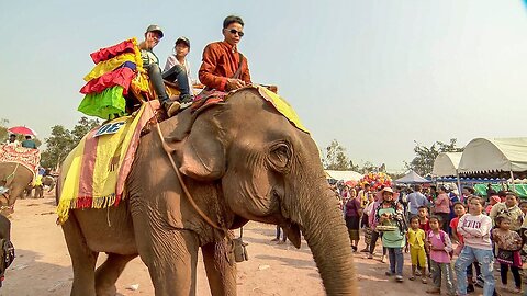 Elephants Freed From Tourism Trade