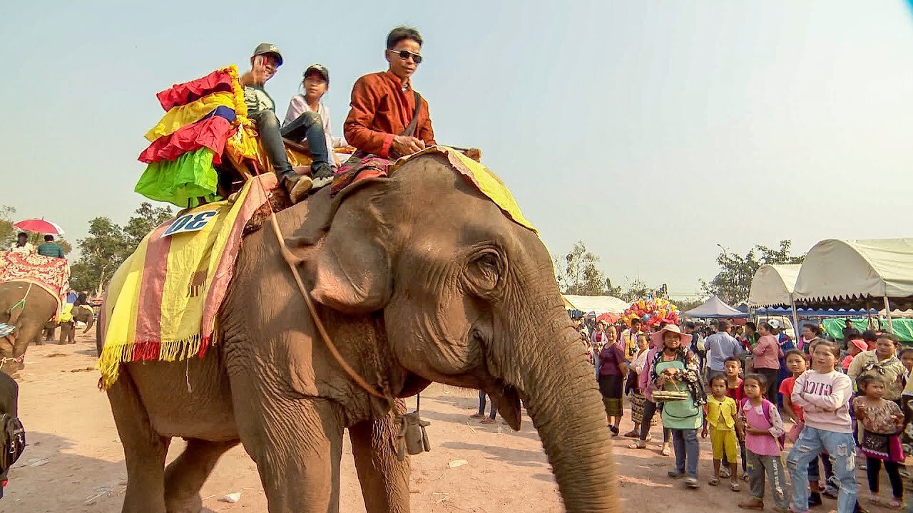Elephants Freed From Tourism Trade