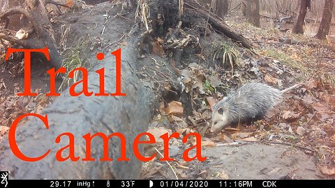 Trail Camera Adventure