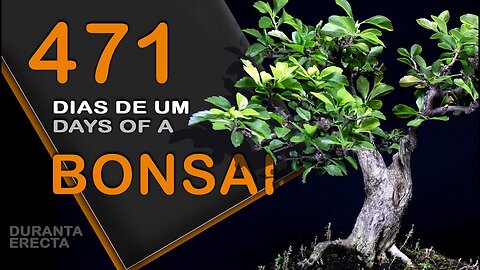 471 dias de um bonsai: Bonsai SP