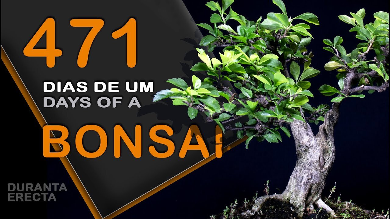 471 dias de um bonsai: Bonsai SP
