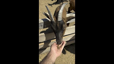 Feeding Sheep in Excalibur city