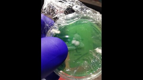 Cleaning up a Bacterial 🦠 Contamination ☢️ on Agar using The "Trapped Door" Method