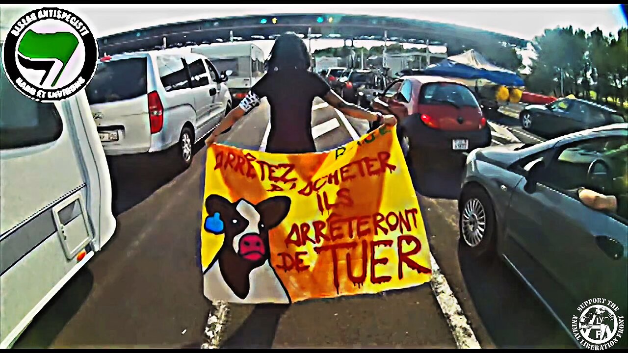 Fight For Animals Rights