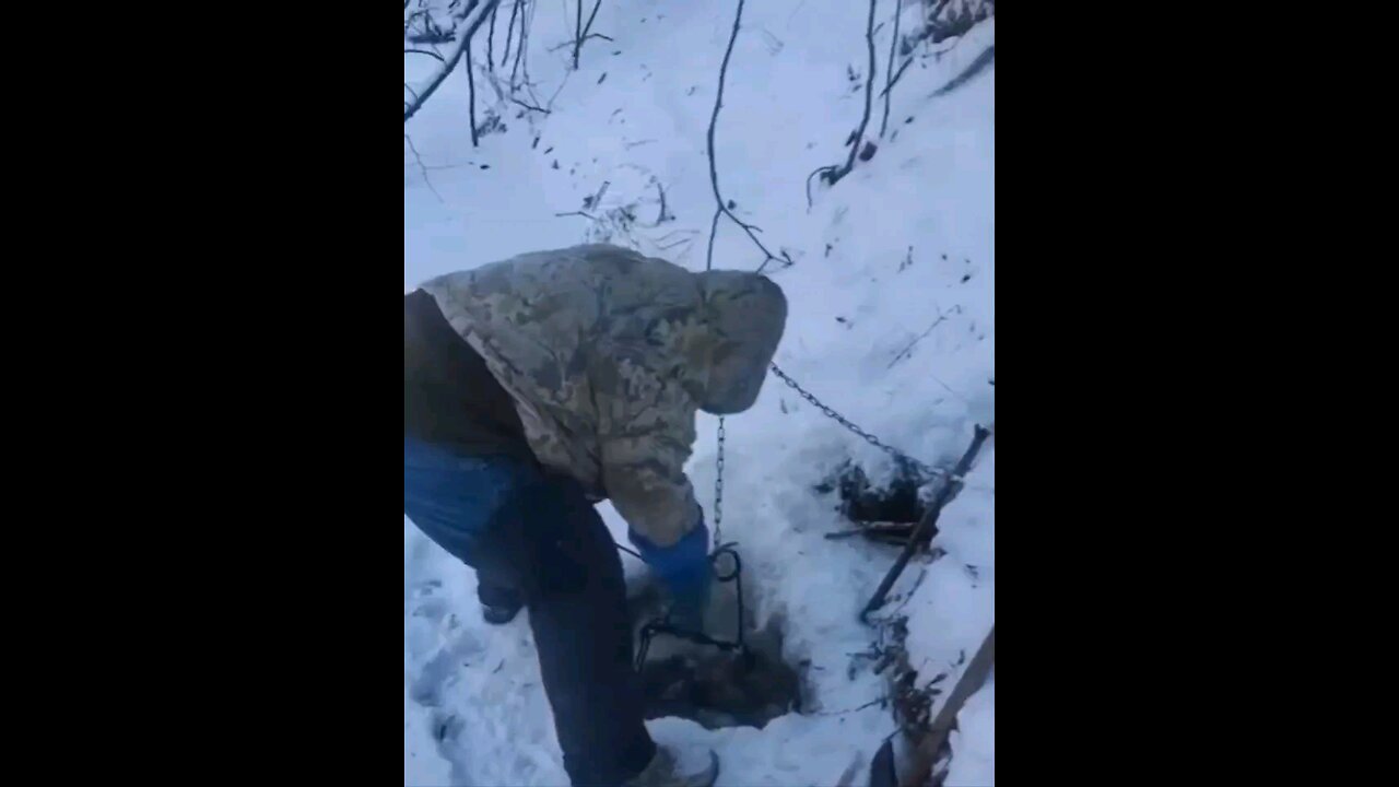 Backwoods beavers #20-#21-#22 out of the same hole,and Man Down! .. #trapping, #beaver #